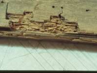 Damage caused by woodworm in strecher bar of painting
