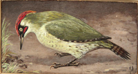 Gouache on cardboard, condition: after conservation and restoration