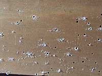 Growth of fungus from dirty woodworm holes of stretcher